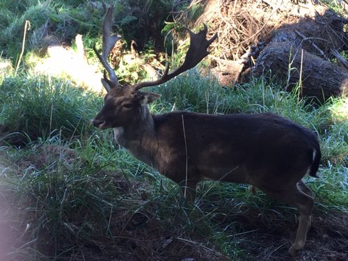 deer1